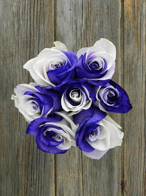 PURPLE & WHITE   TINTED ROSE